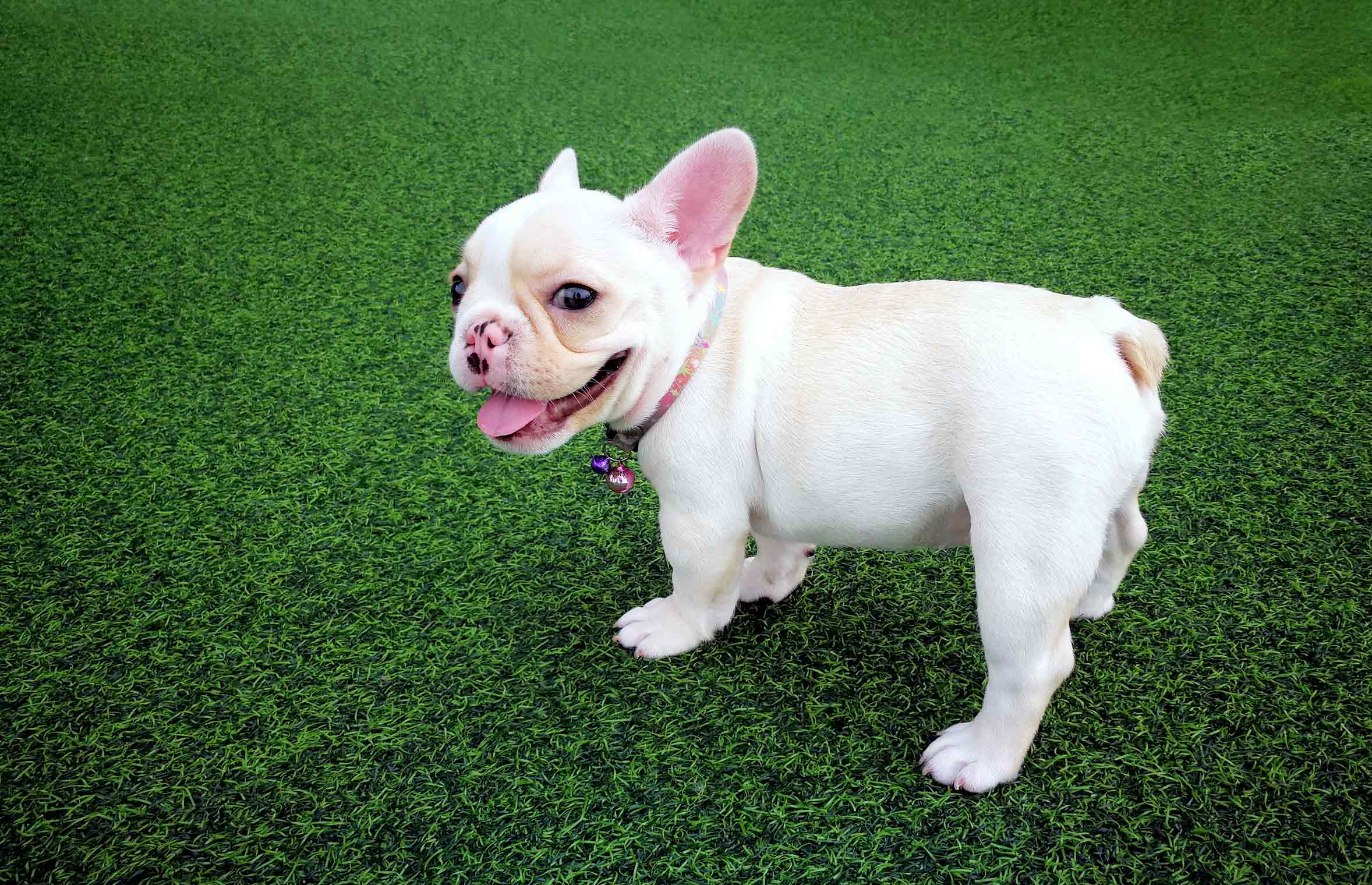 cute dog standing on artificial grass lawn